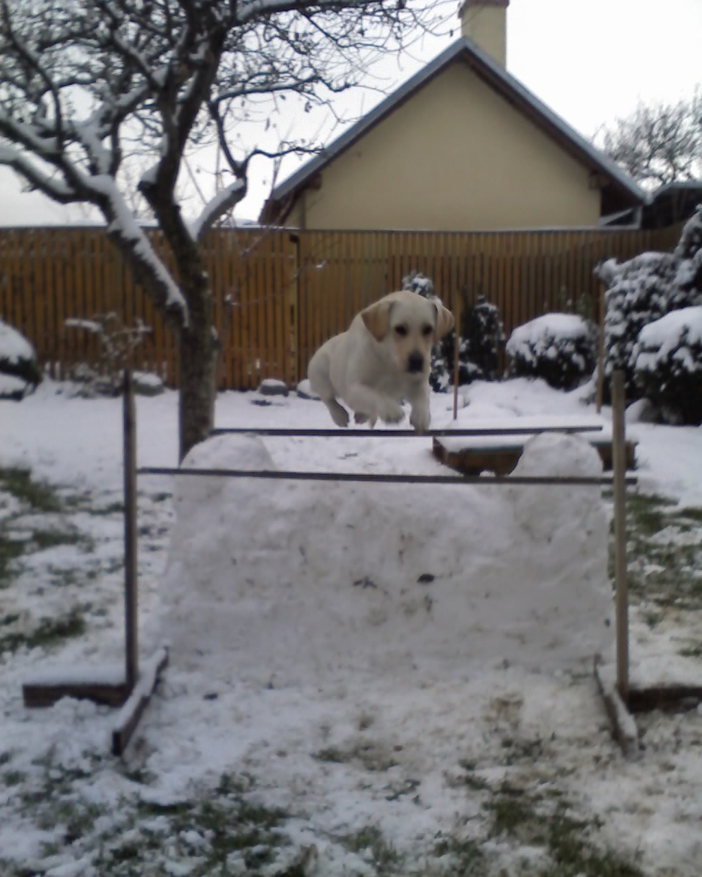 Nala skáče oxer!