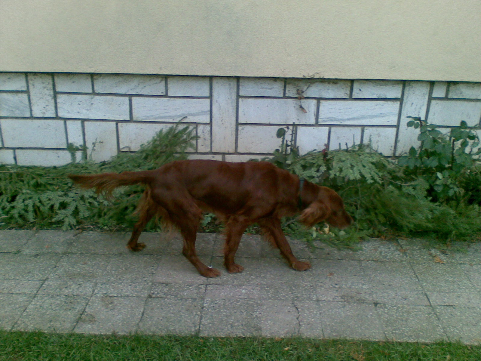 Seter2