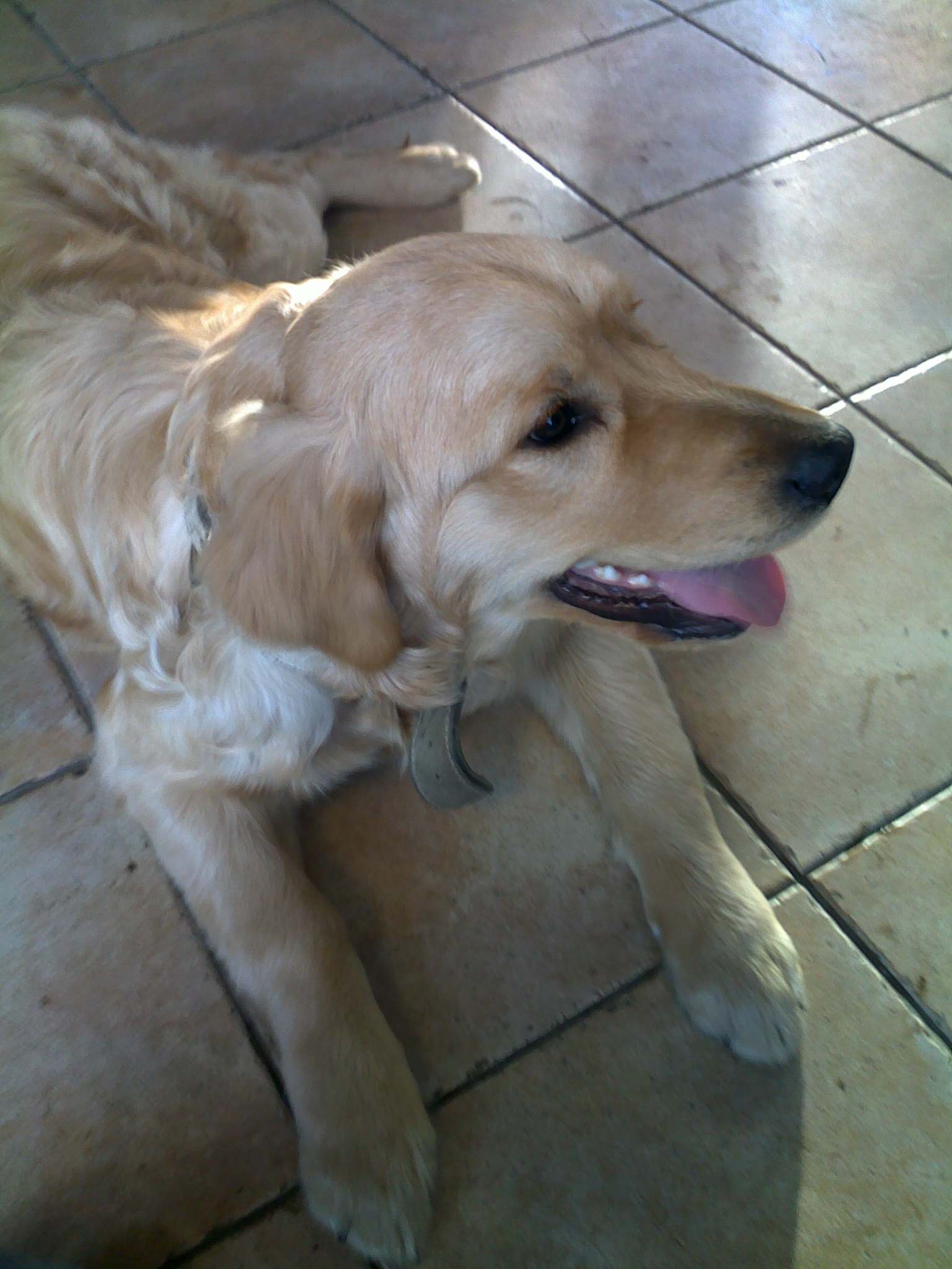 Zlatý retriever