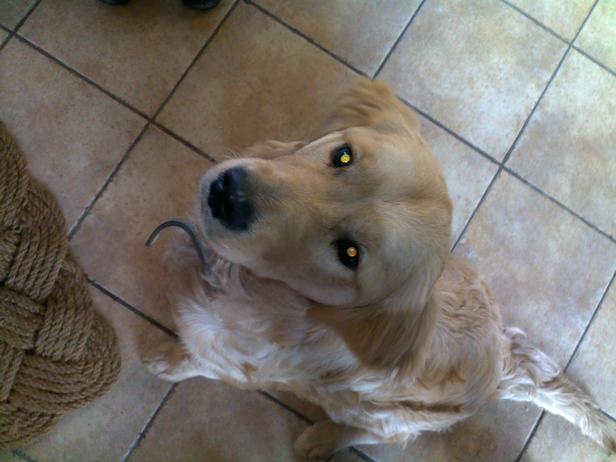 Zlatý retriever 1